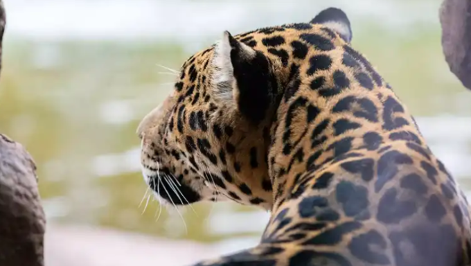 Bearazona Wildlife Park